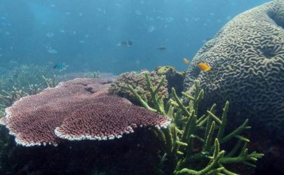 Курс по охране коралловых рифов