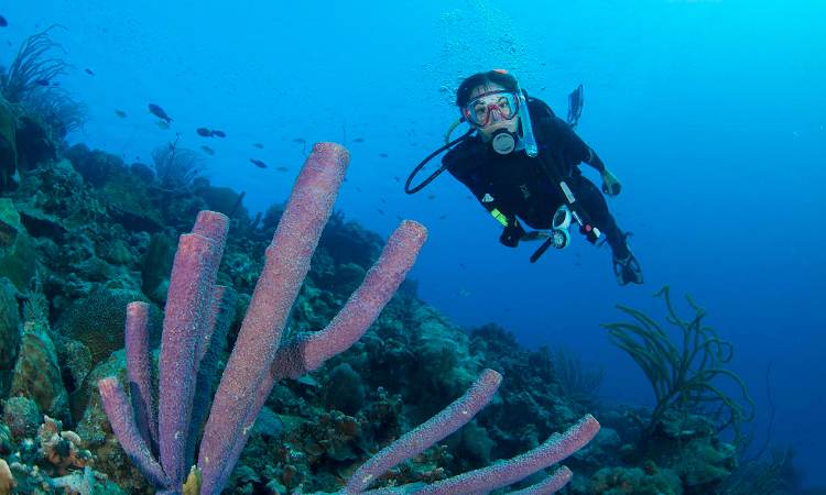 PADI COURSE PROJECT AWARE SPECIALIST