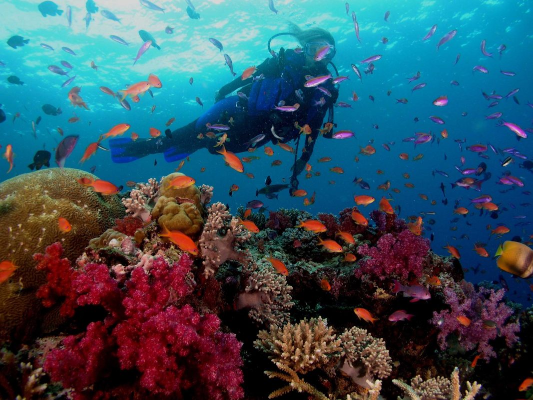 Begrænsninger Tilskynde Pest Scuba Diving in Red Sea-compressed - RedSea Life