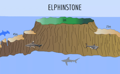 Elphinstone Reef Diving Program | Red Sea Life Diving Center